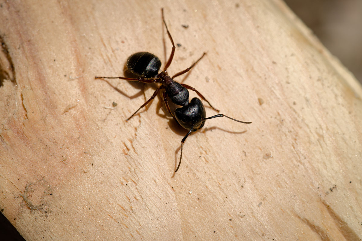 Up close photo of a black and crawling on wood