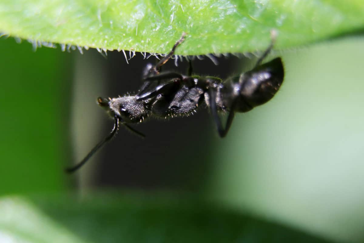 Up close photo of a black ant eating leaf