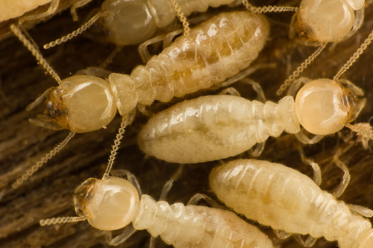 Up close photo subterranean termites
