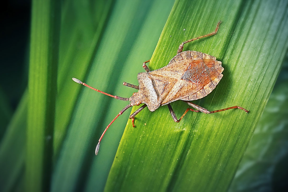 Visible patterns on a stink bug lying on a leaf
