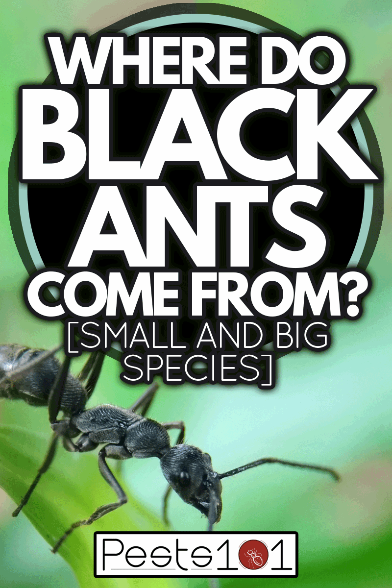 Black ant on the green grass, Where Do Black Ants Come From? [Small And Big Species]