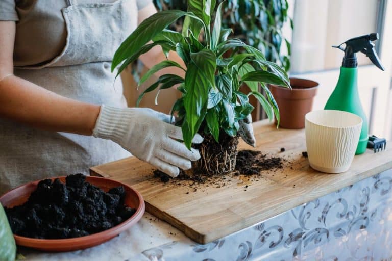 Woman is transplanting plant into new pot at home, Do Springtails Harm Plants?