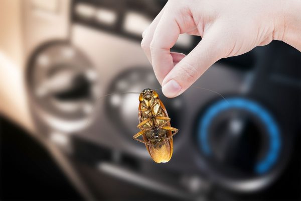 Woman's Hand holding cockroach in car background, eliminate cockroach in car, How To Fog Or Fumigate A Car For Roaches