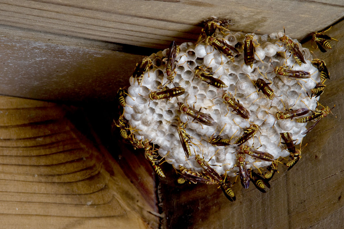Yellow Jacket Nest in a corner of a house