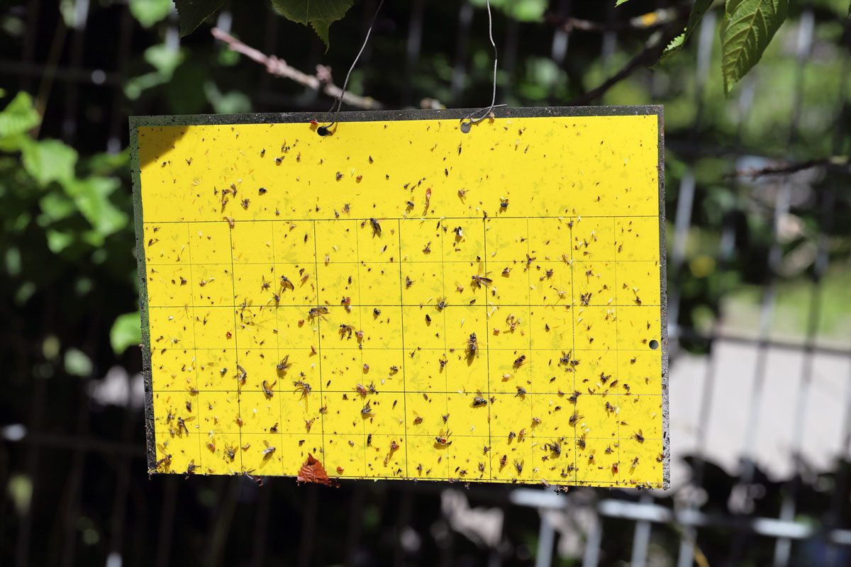 Yellow sticky paper with Fungus Gnats and other flies trapped in it