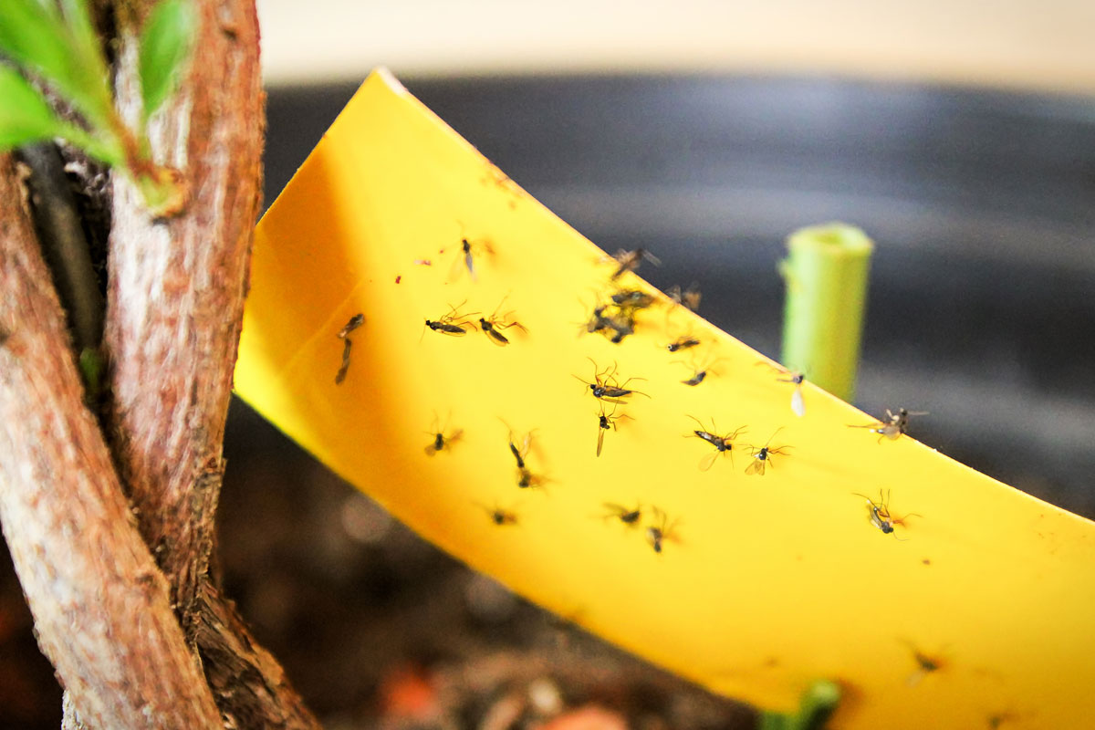 Yellow sticky paper with Fungus Gnats trapped into it