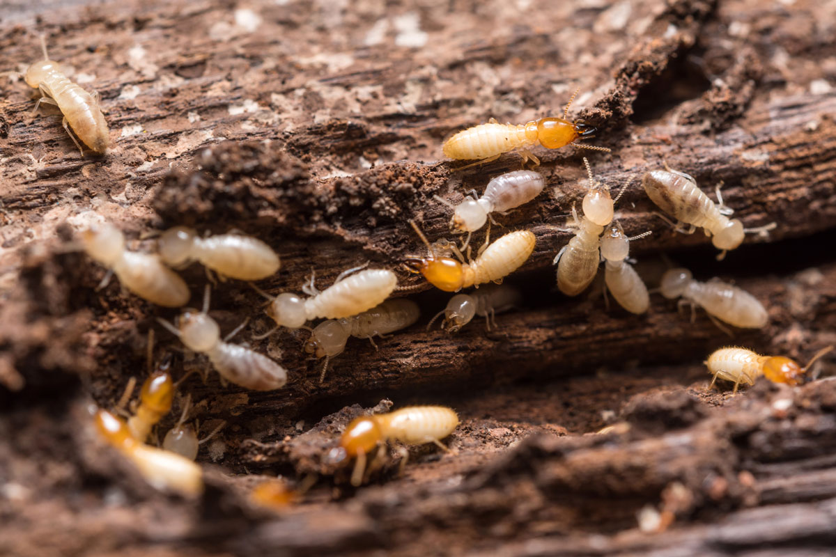 Young and old termites eating away wood