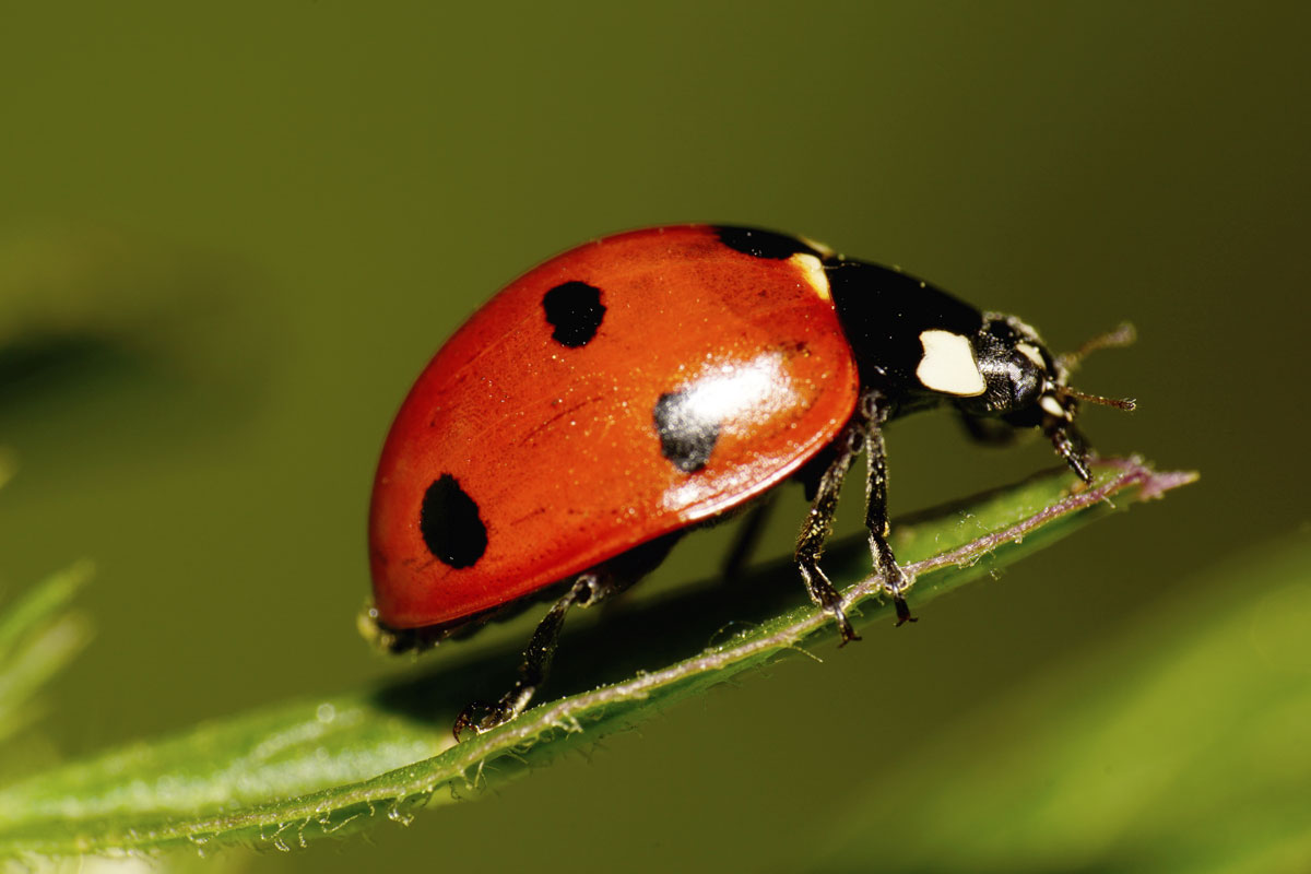 a big red seven-spotted ladybug big Caucasian with black and white spots on the elytra, legs, antennae has risen long legs