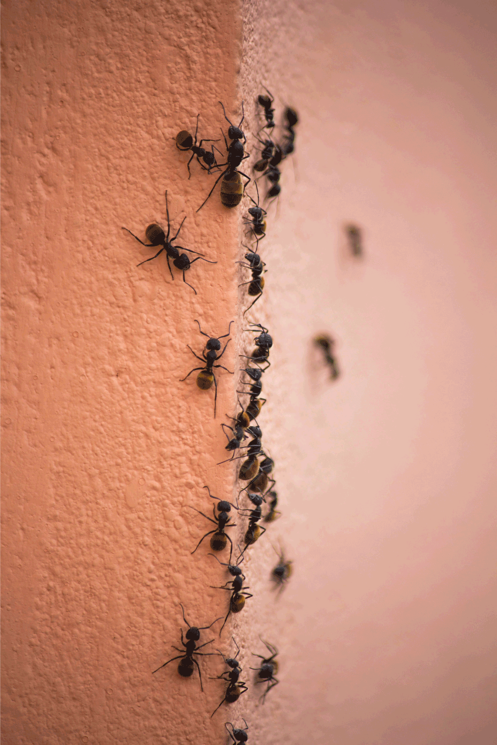 ants climbing up and down the concrete wall