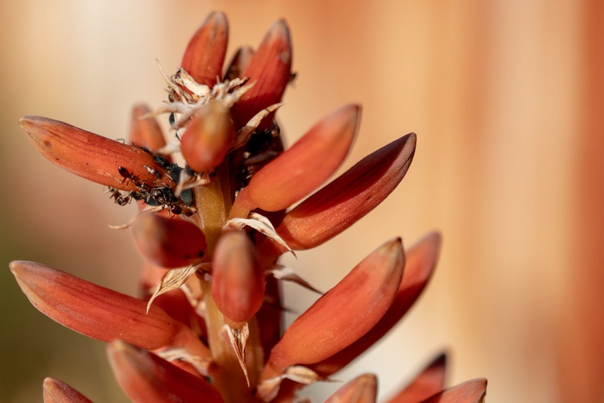 ants on an aloe vera plants flowers with aphids

