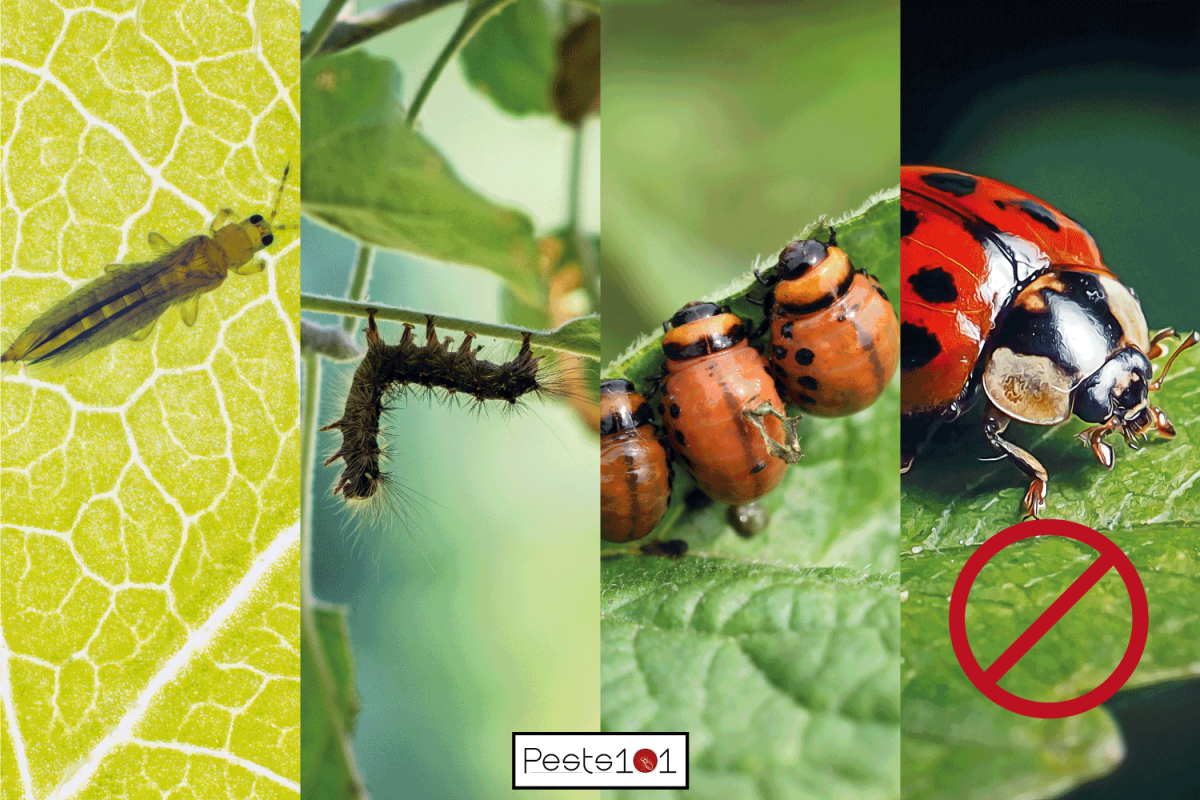 caterpillars, thrips, and certain plant-eating beetle species. Does Spinosad Kill Ladybugs