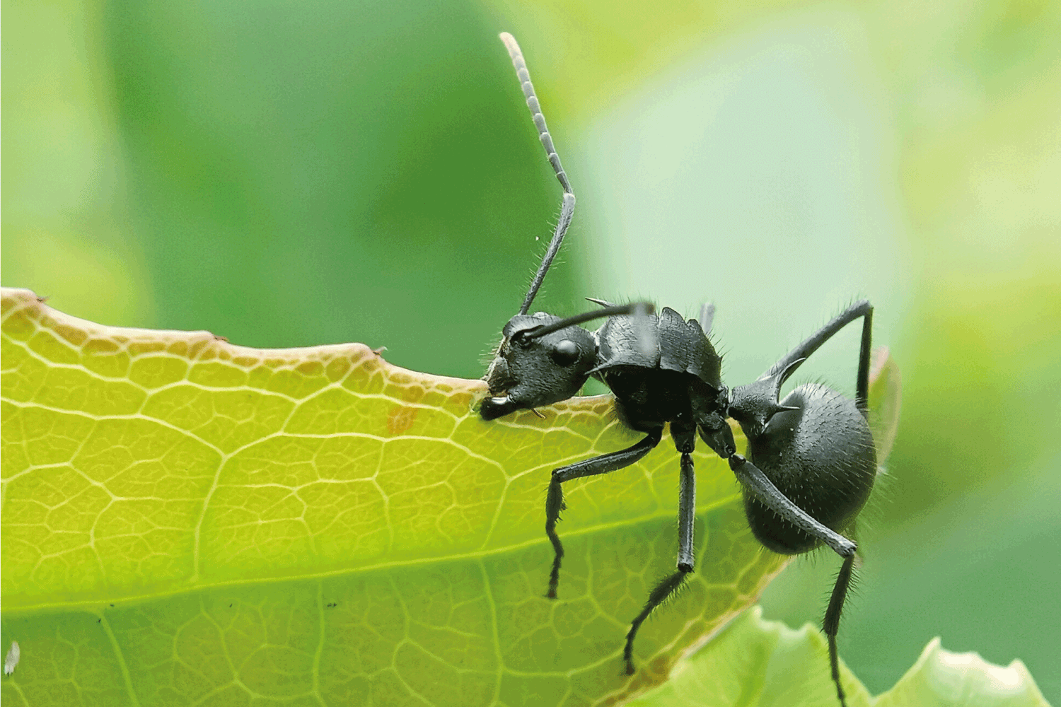black ant carrying fresh green leaf