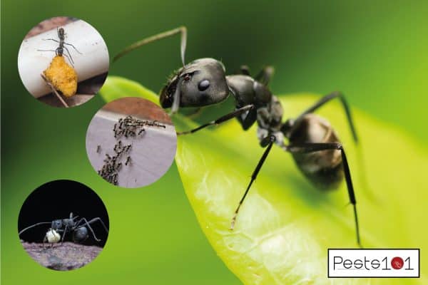 black ant perched on a leaf. ant dragging food. swarm of ants on doorstep. Do Black Ants Eat Wood 