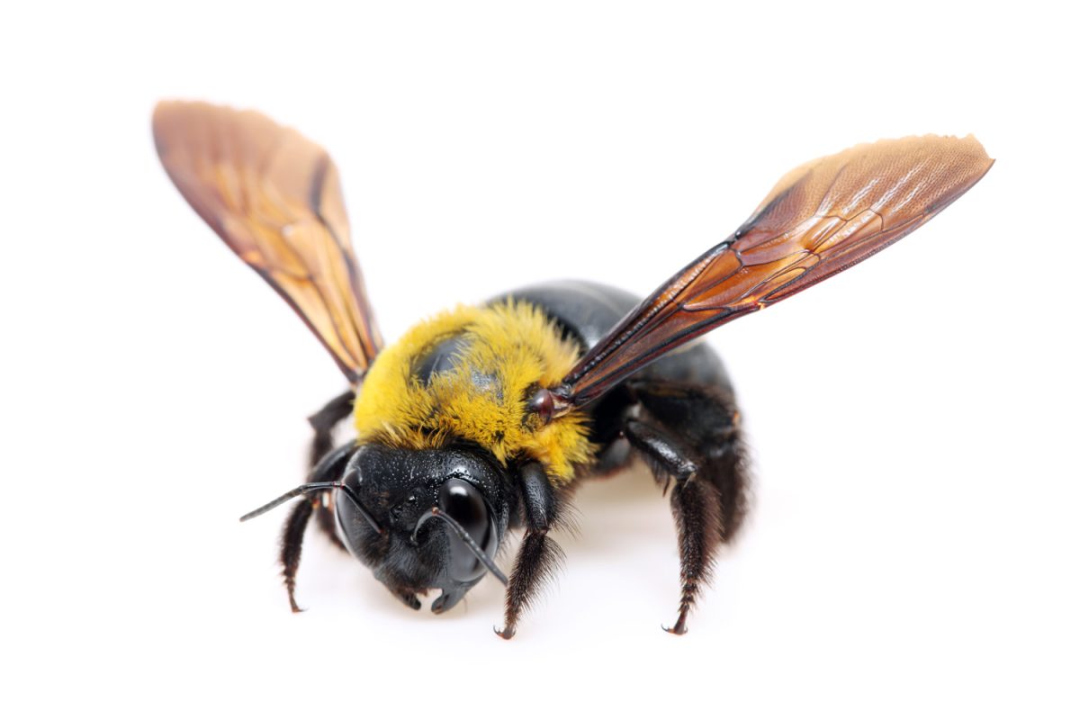 carpenter bee Xylocopa pubescens on a white background
