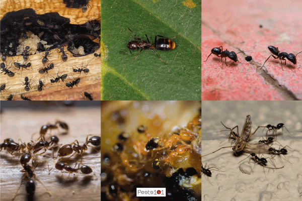 close up images of assorted black ants in the USA. 6 Types Of Black Ants In The USA