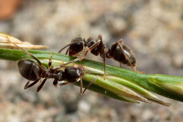 close-up photo of a black Garden Ant, Do Black Ants Eat Termites?