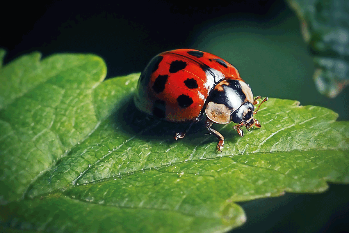 close up photo of ladybug on a green leaf, Does Spinosad Kill Ladybugs
