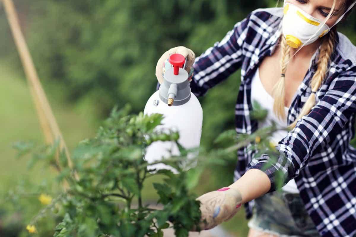 Picture of adult woman spraying plants in garden to protect from diseases

