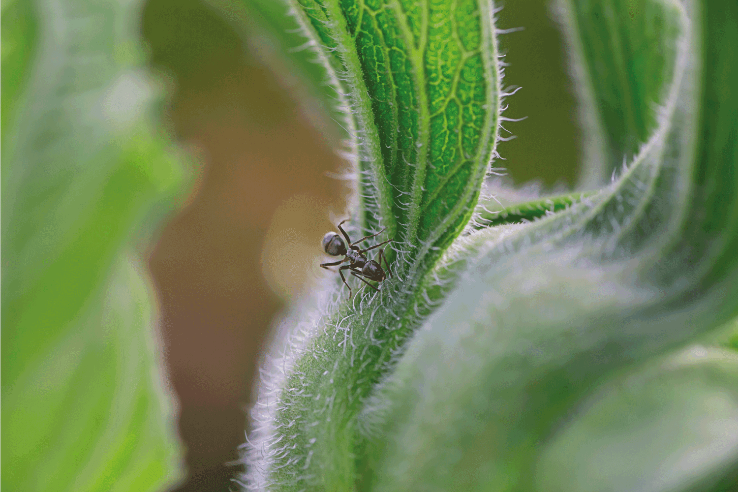 odorous house ant on the leaf of a sunflower