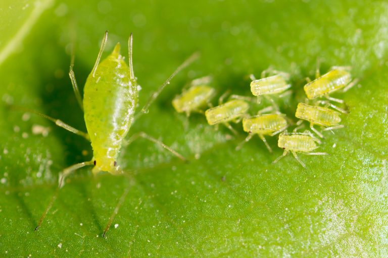 small aphid on a green leaf in the open air - Does Spinosad Kill Aphids