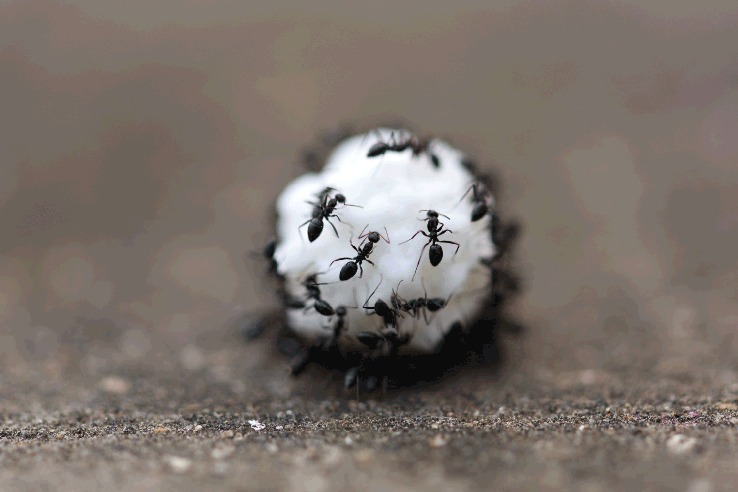 sugar cube being reduced by black ants, close up photo
