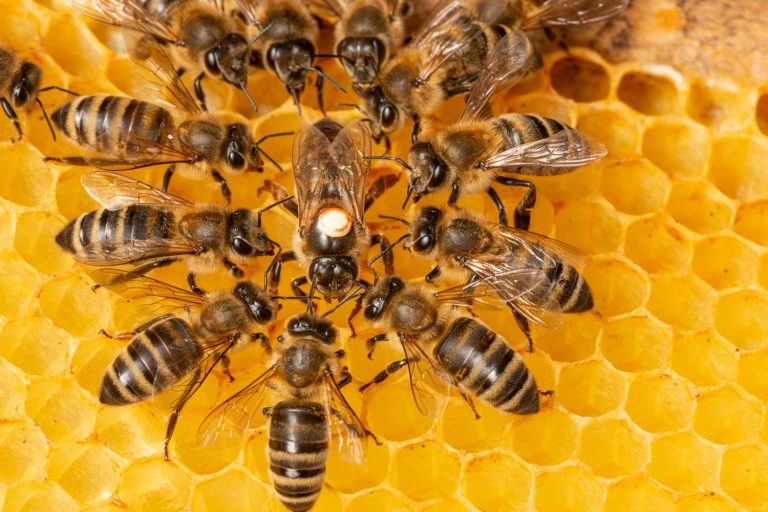 the queen (apis mellifera) marked with dot and bee workers around her - life of bee colony - How Long Can Bees Live Trapped In A Wall
