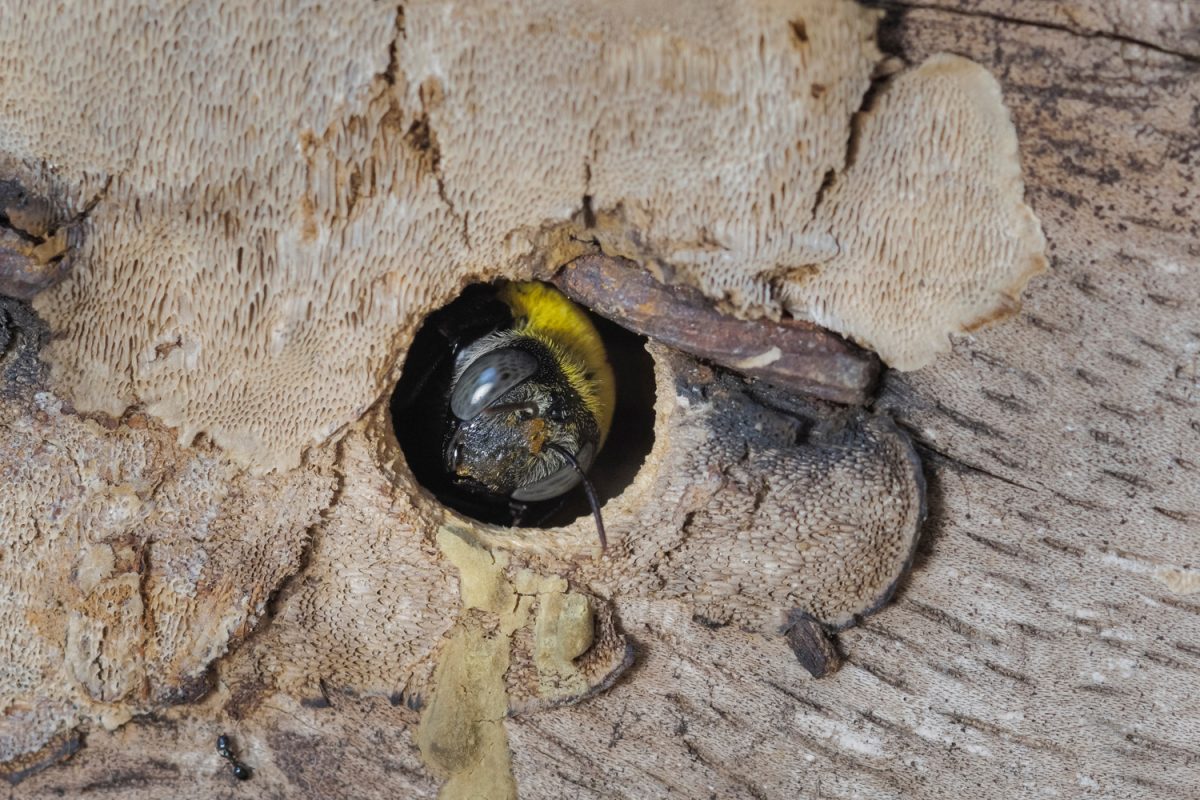 view of a carpenter bee (Xylocopa) guarding in the nest (wood pallet).
