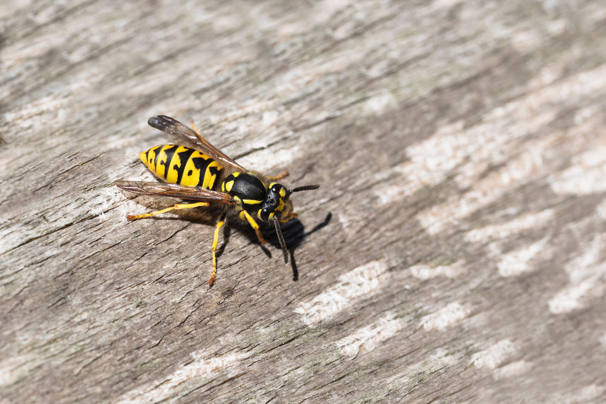 wasp or yellow jacket on weathered wood looking for material for the nest, the wasp plague in summer is dangerous for allergy sufferers