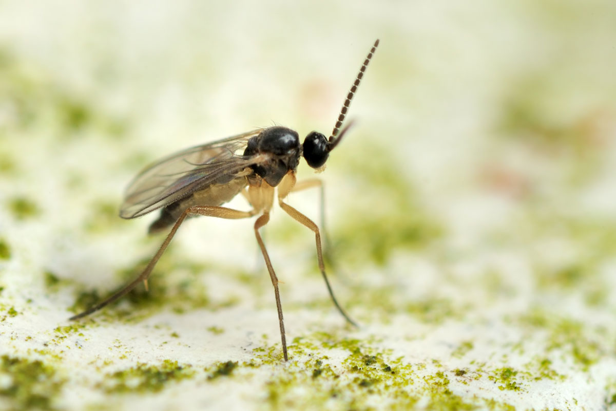 A big black male fungus gnat captured in great detail