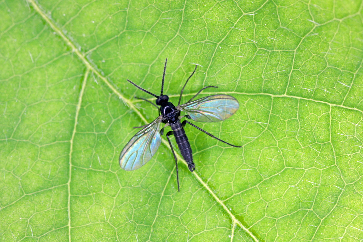 A big black winged adult gnat lying on a leaf photographed up close