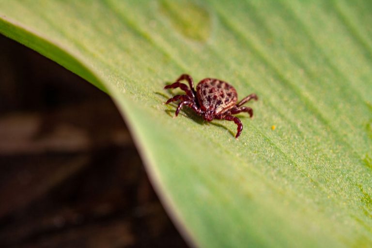 A dangerous parasite and infection carrier mite, How Big Is A Lone Star Tick?