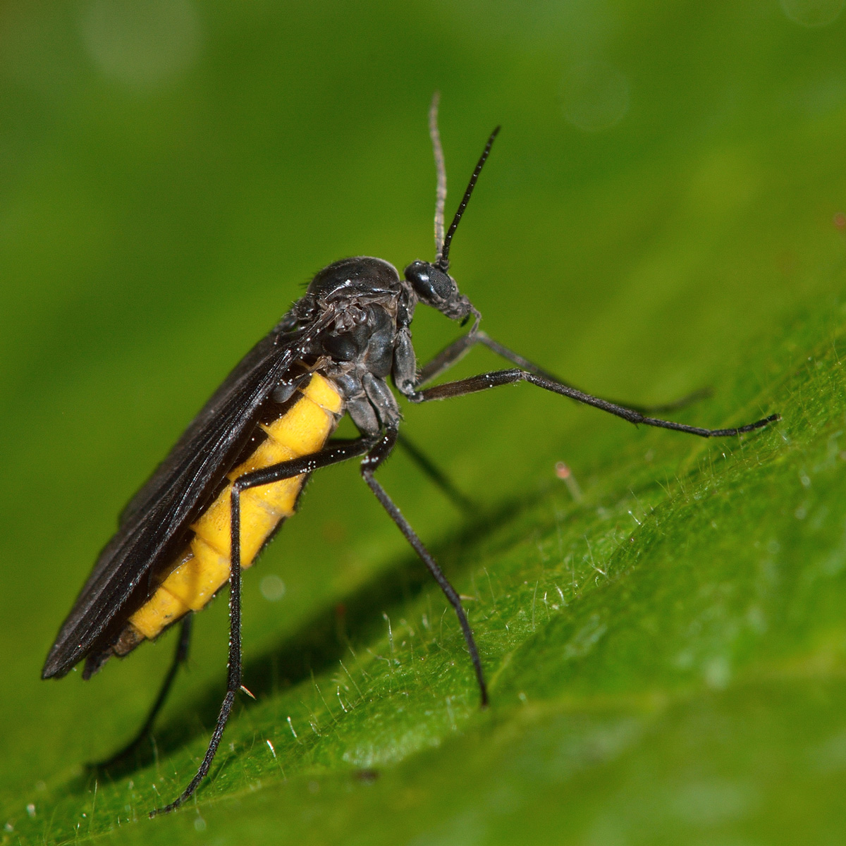 A distinctive fly with a bright yellow abdomen. Flies in the family Sciaridae are known as dark-winged fungus gnats