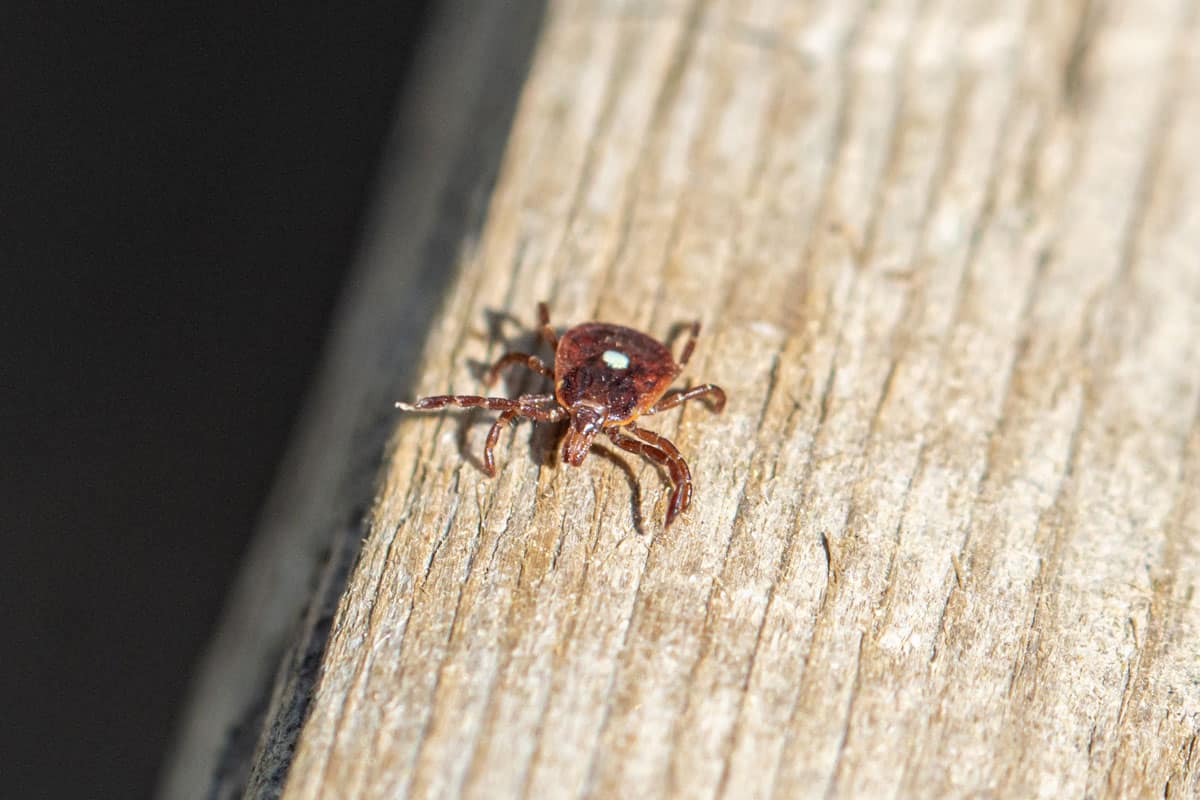 A front perspective of a female Lone Star Tick (Amblyomma americanum) with a view of the structure that houses its mouthparts