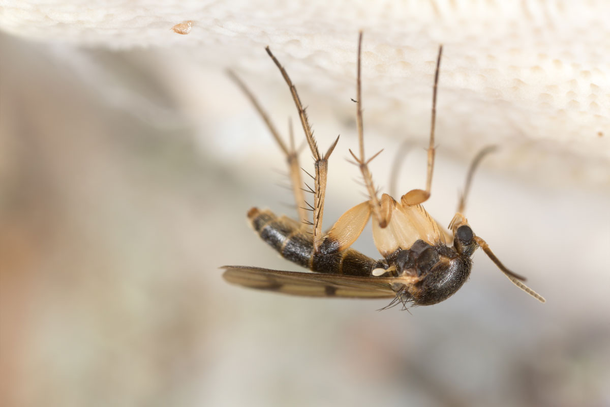 A fungus gnat photographed in great detail