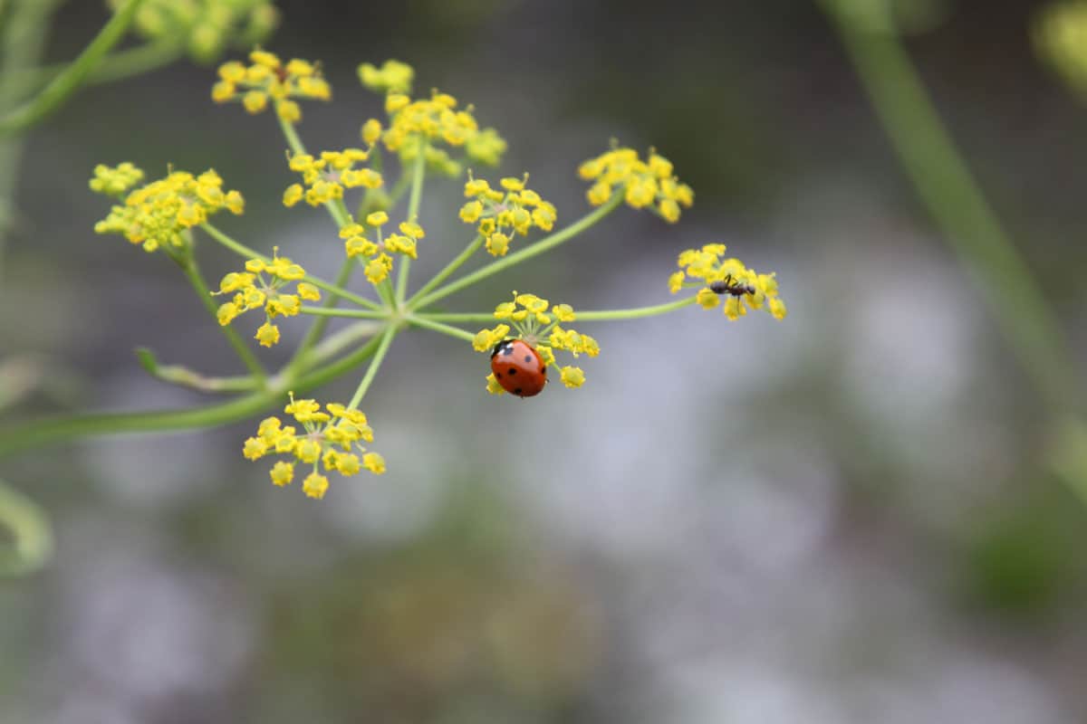 A lady bug landing on a yellow flower