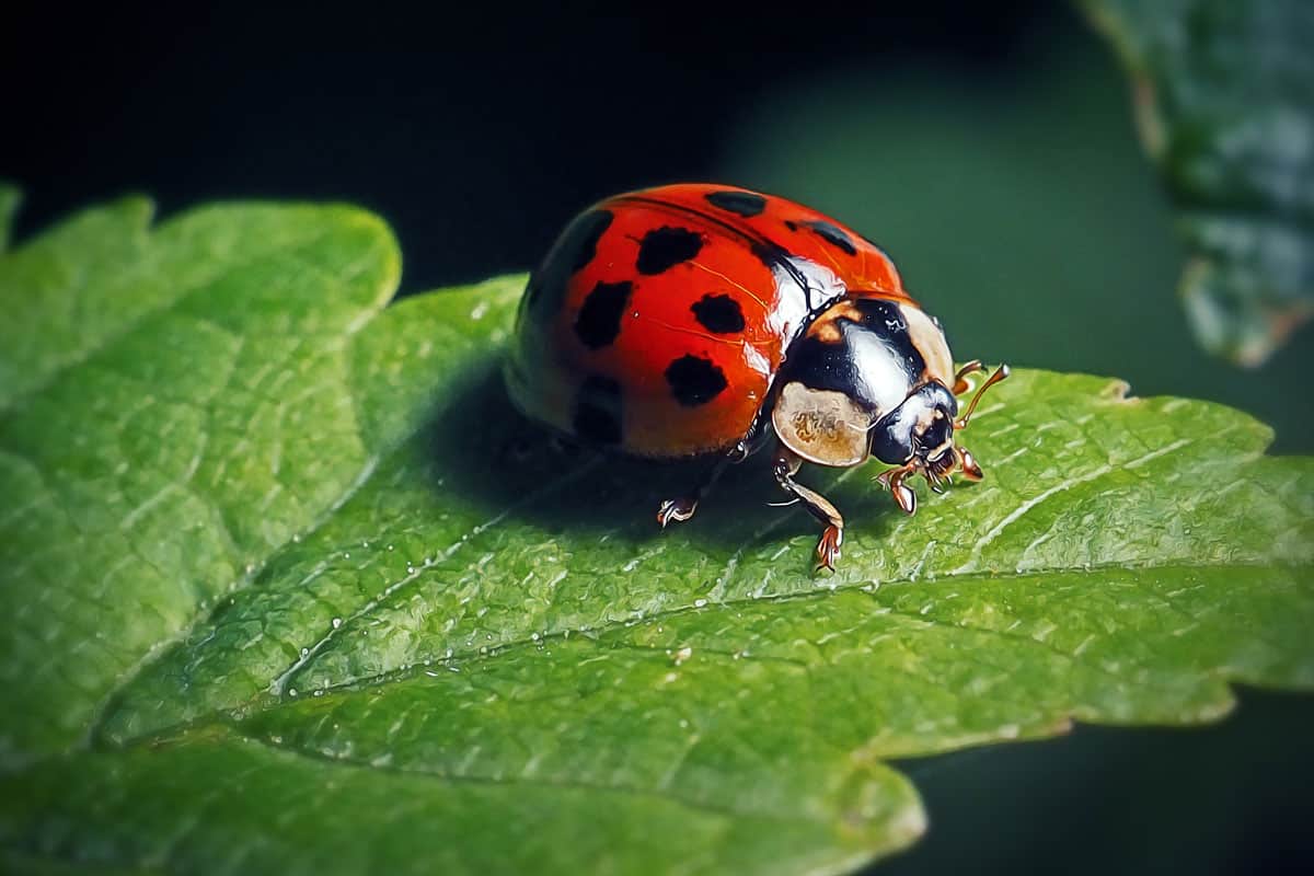 A shiny beautiful looking lady bug