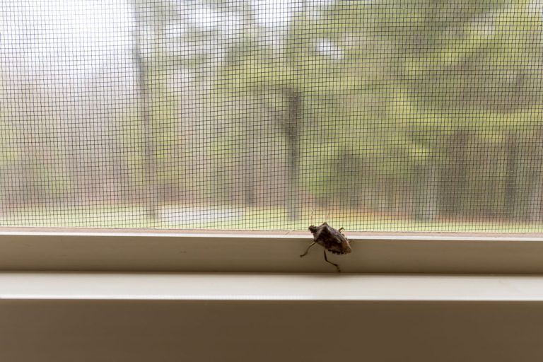 A stink bug on the inside of a window in a home in the wilderness, Can Stink Bugs Survive In Water?