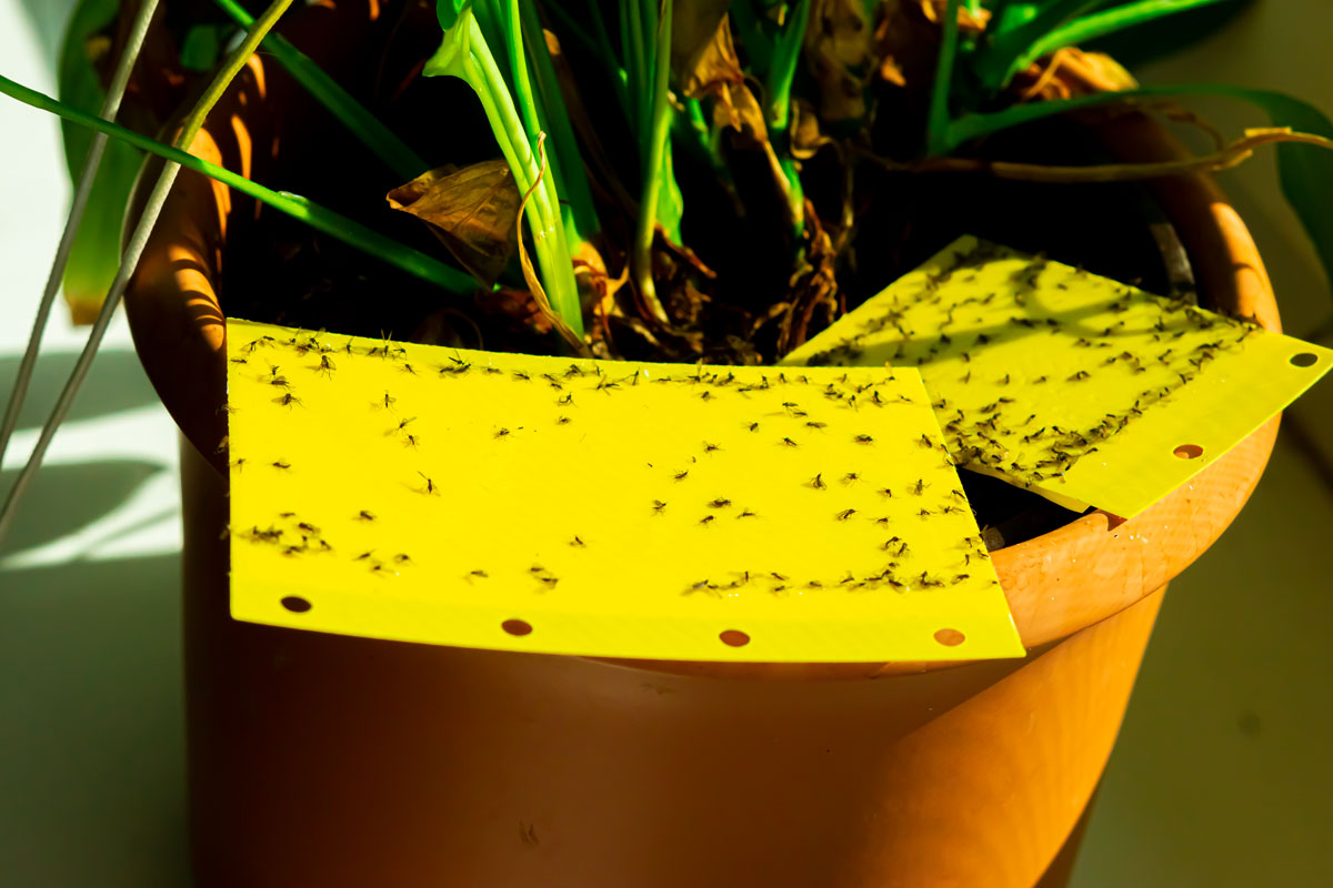 A yellow colored fly trap placed near a plant