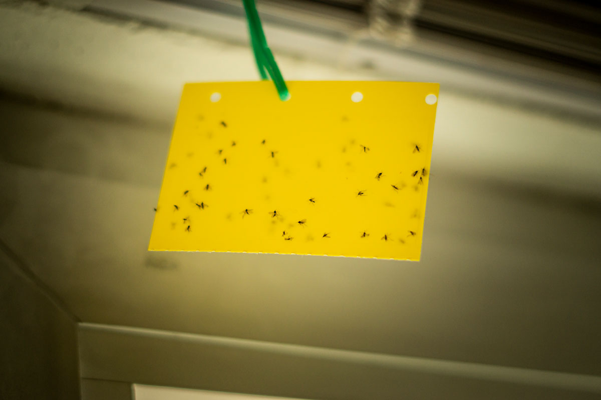 A yellow fly trap sticky paper