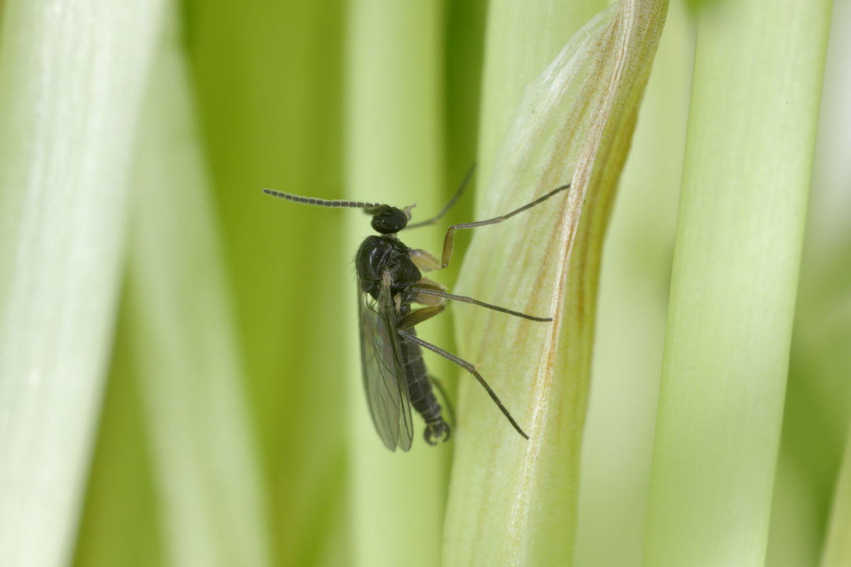 An adult dark winged gnat photographed up close
