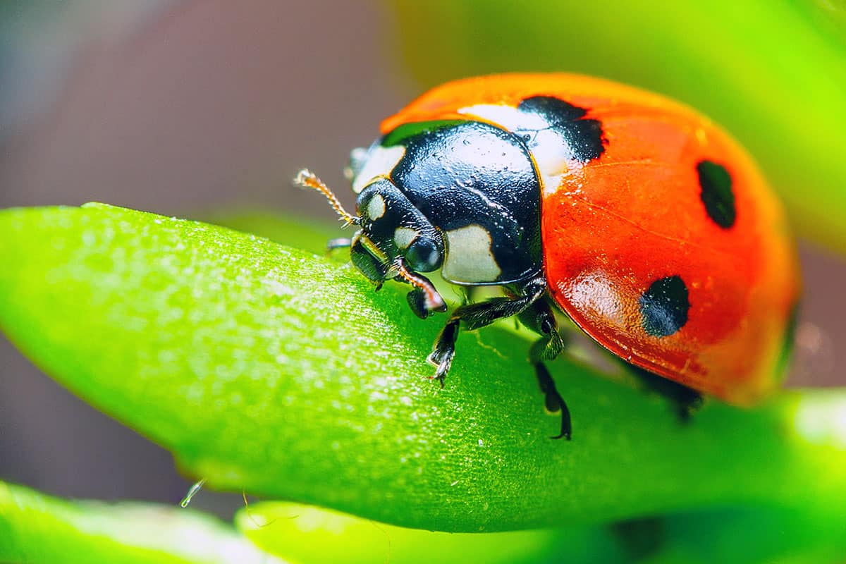 An up close and detailed photo of a lady bug