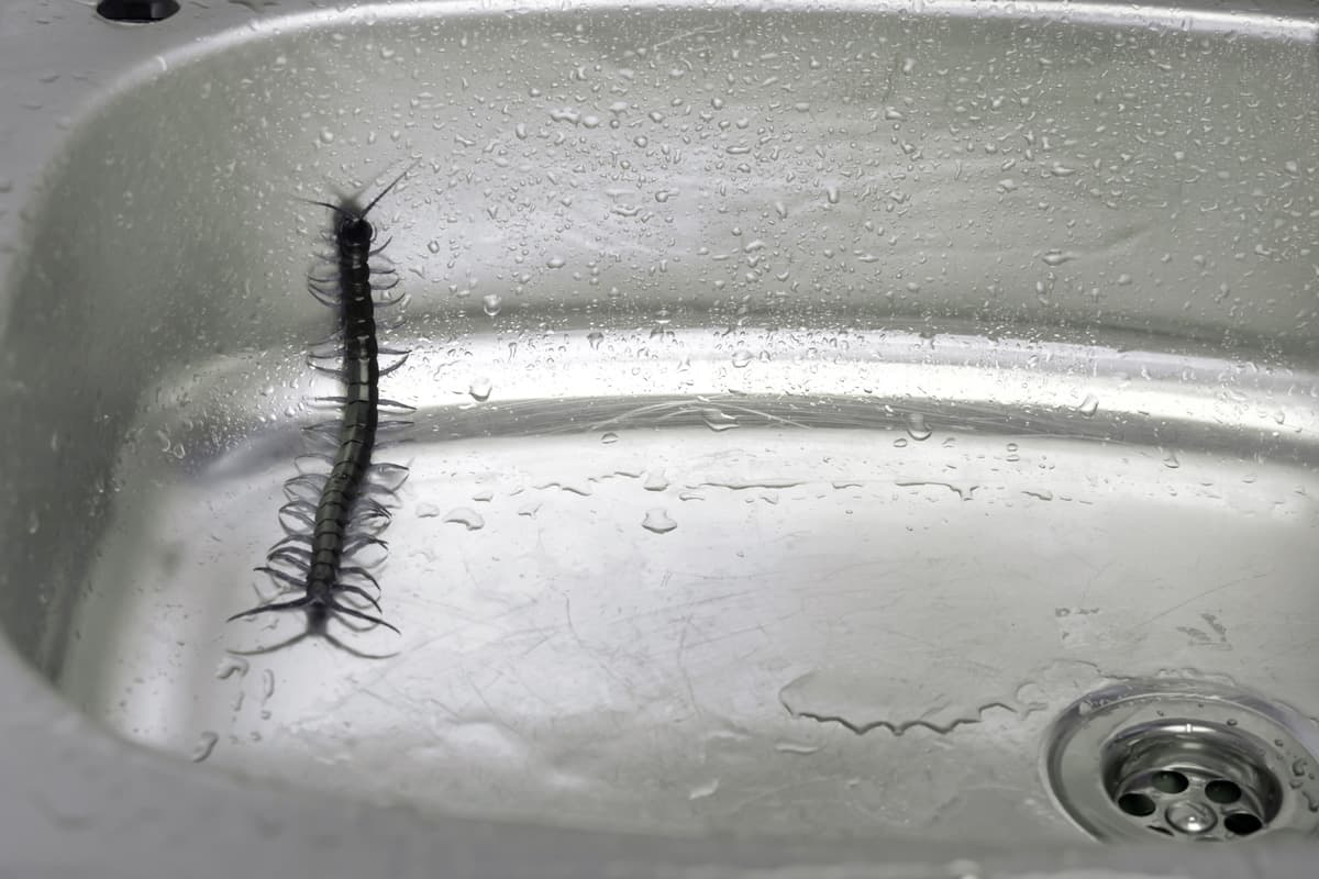 Black centipede on sink drain in human house.