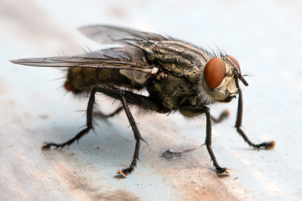 Blow fly, carrion fly, bluebottles or cluster fly

