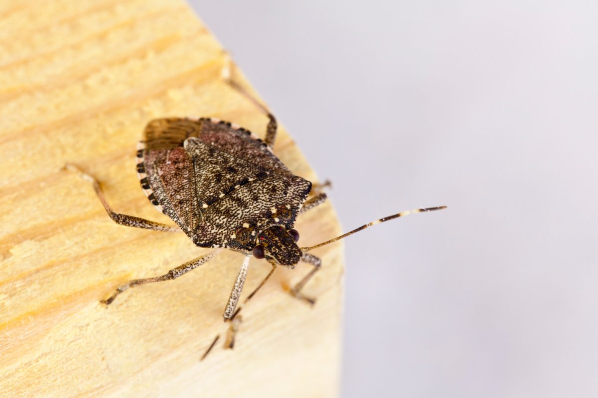 Brown Marmorated Stink Bug With Shield-Shaped Back - Macro