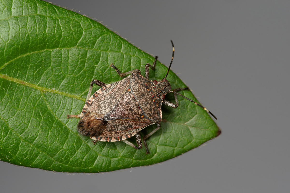 Brown marmorated stink bug, Halyomorpha halys, an invasive insect pest.