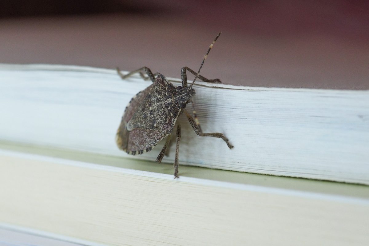 Brown marmorated stink bug (Halyomorpha halys) insect animal
