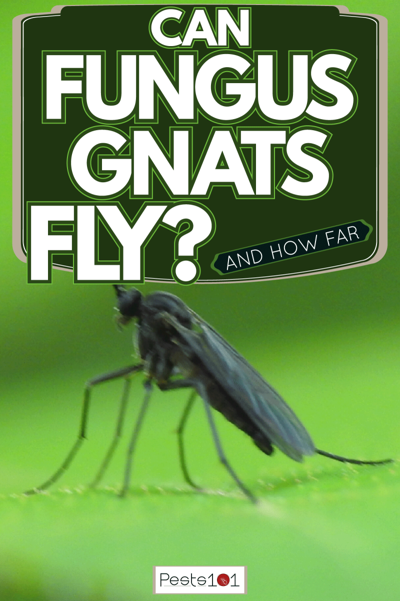 A big black fungus Gnat photographed lying on a leaf, Can Fungus Gnats Fly? [And How Far]