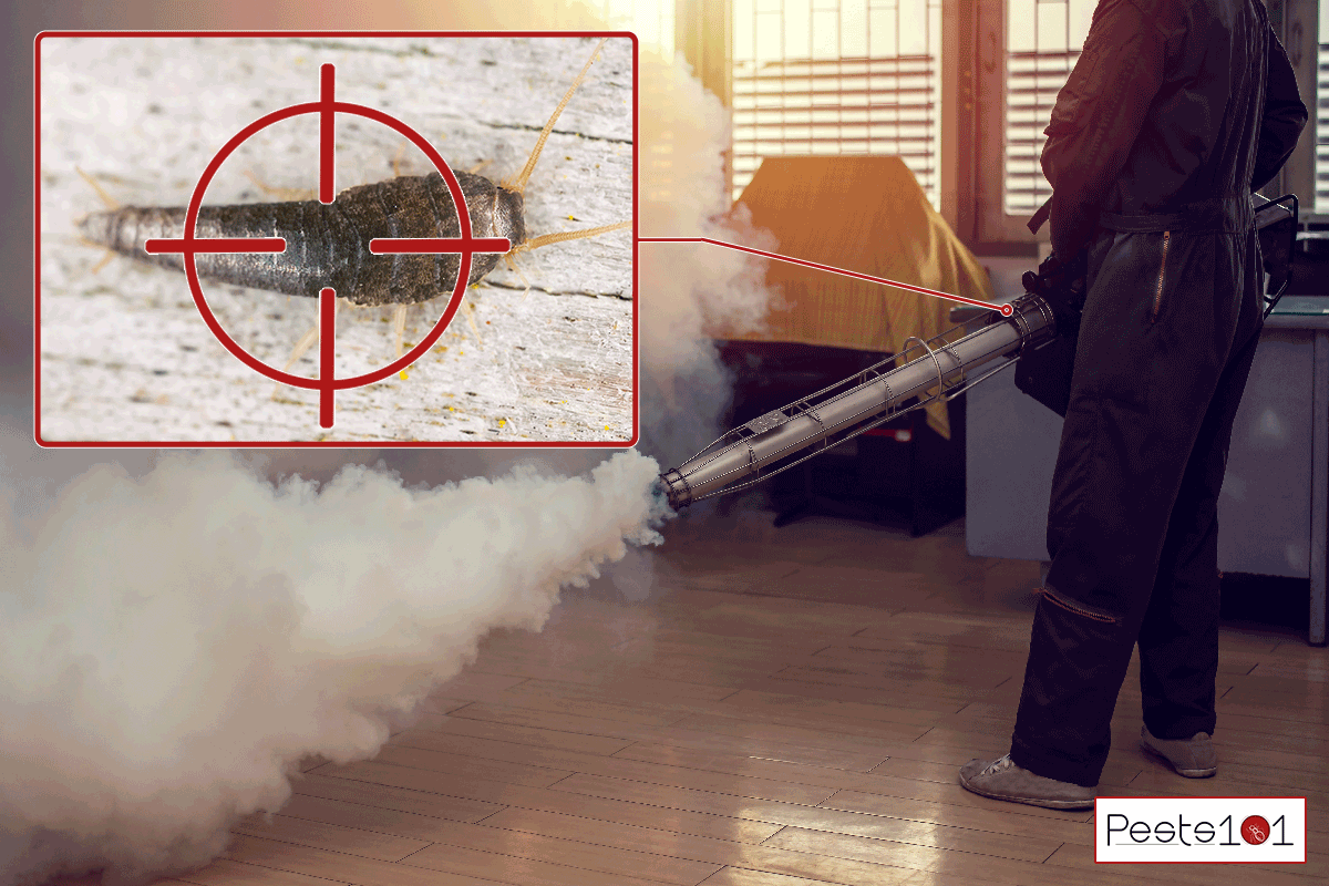 A man fogging to eliminate pest in the home, Can You Fumigate For Silverfish?