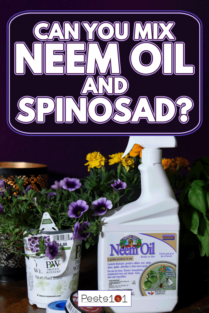 Neem oil spray bottle in the table with plants, Can You Mix Neem Oil And Spinosad?