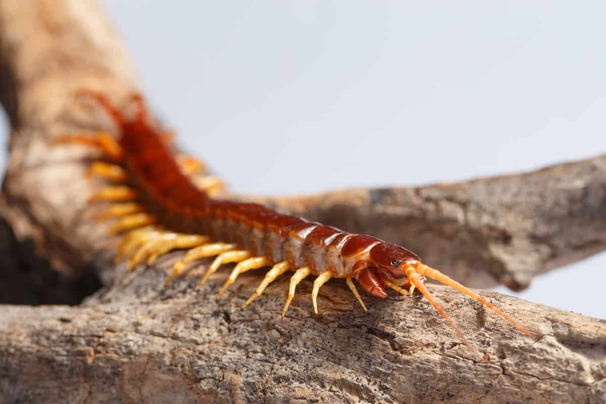 Centipede climb on the branches